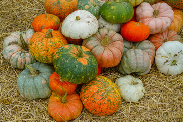 colorful pumpkins pile in autumn harvest season as food background