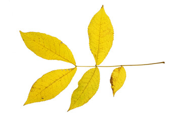 Naklejka na ściany i meble close up on yellow leaves twig isolated on white background