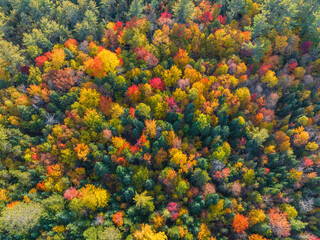 Fototapeta na wymiar aerial view of colorful autumn forest as nature background