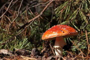Fresh wild mushroom growing near spruce tree in forest, closeup. Space for text