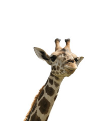 Obraz premium Beautiful spotted African giraffe on white background