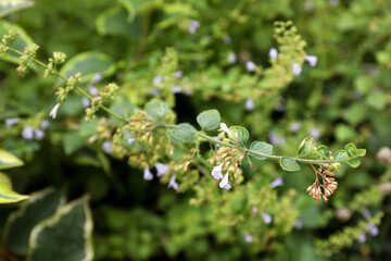 Beautiful mint with small flowers growing outdoors