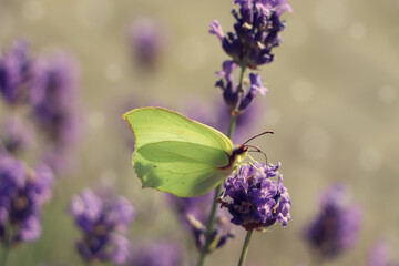 Beautiful butterfly in lavender field on sunny day, closeup