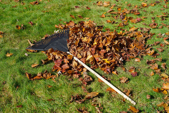 fallen leaves in pile in garden at fall season with rake