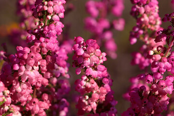 Heather shrub with beautiful blooming flowers outdoors on sunny day, closeup