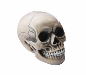 Human skull with teeth isolated on white