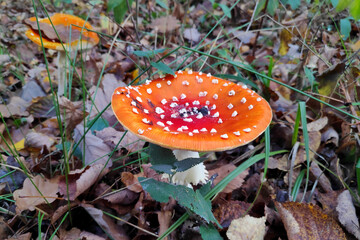 Two Fly Agaric Mushrooms in the woods