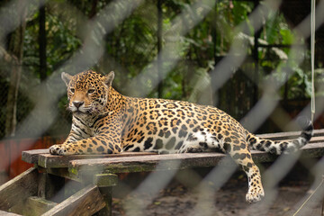 jaguar en el zoológico descansando sobre una tabla de madera