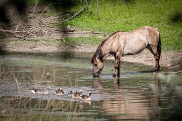 Konik horse drinking water from a lake © Glenn Hartman/Wirestock Creators