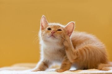 Yellow kitten scratching