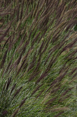 Thicket of crimson fountaingrass Pennisetum setaceum. The Nublo Rural Park. La Aldea de San Nicolas. Gran Canaria. Canary Islands. Spain.