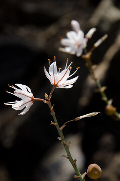 Flowers of summer asphodel Asphodelus aestivus. The Nublo Rural Park. La Aldea de San Nicolas. Gran Canaria. Canary Islands. Spain.