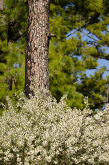 Trunk of Canary Island pine Pinus canariensis and shrub Chamaecytisus proliferus meridionalis in flower. Inagua. Gran Canaria. Canary Islands. Spain.