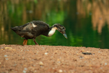 A black duck walk down the ground near a pond with bokeh background 