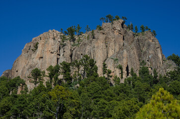 Fototapeta premium Morro de Pajonales cliff and forest of Canary island pine Pinus canariensis. Natural Reserve of Inagua. Tejeda. Gran Canaria. Canary Islands. Spain.