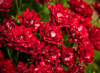 frozen water drops on red flowers