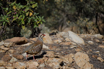 Red-legged partridge Alectoris rufa. Pajonales. Integral Natural Reserve of Inagua. Tejeda. Gran Canaria. Canary Islands. Spain.