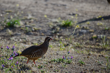 Red-legged partridge Alectoris rufa. Pajonales. Integral Natural Reserve of Inagua. Tejeda. Gran Canaria. Canary Islands. Spain.