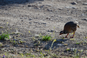 Red-legged partridge Alectoris rufa stalking a grasshopper. Pajonales. Natural Reserve of Inagua. Tejeda. Gran Canaria. Canary Islands. Spain.