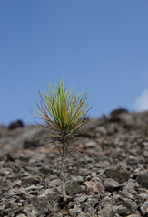 Shoot of Canary Island pine Pinus canariensis. Integral Natural Reserve of Inagua. Gran Canaria. Canary Islands. Spain.