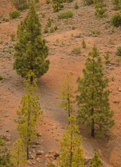 Fototapeta na wymiar Canary Island pines Pinus canariensis. Integral Natural Reserve of Inagua. Tejeda. Gran Canaria. Canary Islands. Spain.