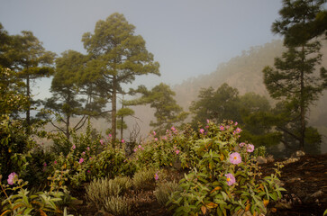 Forest of Canary Island pine Pinus canariensis with Cistus horrens thicket in bloom. Reserve of Inagua. Tejeda. Gran Canaria. Canary Islands. Spain.