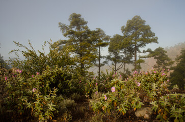 Forest of Canary Island pine Pinus canariensis with Cistus horrens thicket in bloom. Reserve of Inagua. Tejeda. Gran Canaria. Canary Islands. Spain.