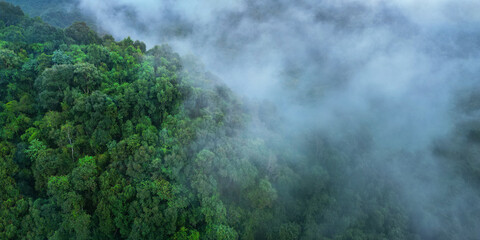 morning mist on the canopy in the rainforest