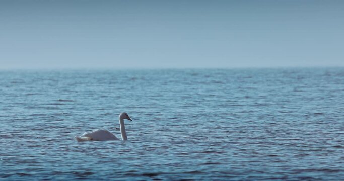 Swan swimming in sea water or lake, mystic foggy sunrise, slow motion 4k video