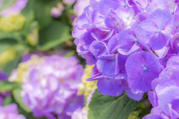 【初夏イメージ】あじさい