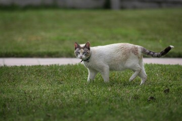 White cat walking on the grass