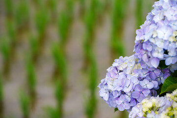 【初夏イメージ】あじさい
