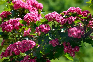 Closeup of fresh pink hawthorn flowers growing in the garden