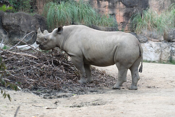Obraz premium rhino in the wild