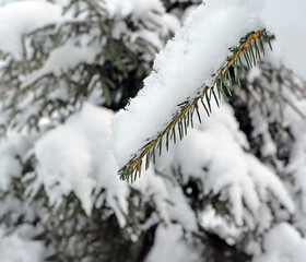 Coniferous forest in winter.