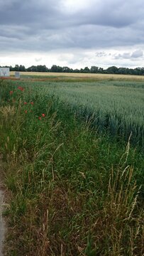 Grass, flowers, trees, forest, sky at braunschweig, germany