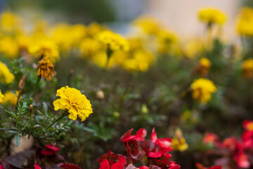 Blooming yellow marigolds, flower bed with selective focus and blurred background as copy space