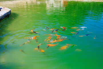 Fish pond, selective focus. Background with copy space