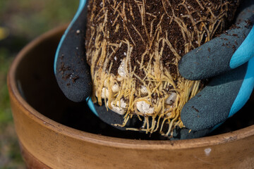 Healthy plant roots