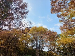 Fototapeta premium trees in autumn