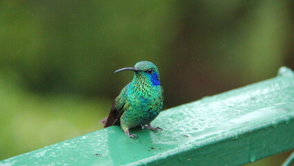 Lesser violetear (Colibri Cyanotus) hummingbird perched on a fence at the high altitude Paraiso Quetzal Lodge, outside of San Jose, Costa Rica