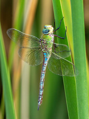 dragonfly on a leaf
