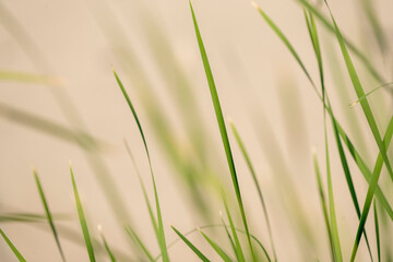 green grass background