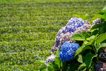【初夏イメージ】あじさい