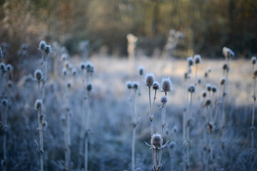 Thistle, Carduus, Echinops sphaerocephalus, beautiful spherical prickly plants covered with frost...