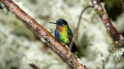 Fiery-throated hummingbird (Panterpe insignis) perched on a twig in the bushes, at the high altitude Paraiso Quetzal Lodge, outside of San Jose, Costa Rica