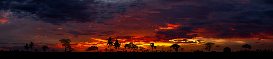 Fototapeta premium Panorama minimal Trees silhouette and sunset.Tropical orange sunrise with trees,palmtrees silhouettes and dramatic orange sky.Tropical sunset dark sky from indonesia,Thailand,ASIA.