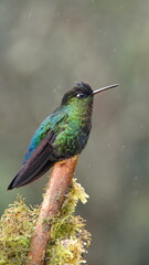 Fiery-throated hummingbird (Panterpe insignis) perched on a mossy branch at the high altitude Paraiso Quetzal Lodge, outside of San Jose, Costa Rica