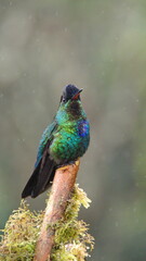 Fiery-throated hummingbird (Panterpe insignis) perched on a mossy branch at the high altitude Paraiso Quetzal Lodge, outside of San Jose, Costa Rica