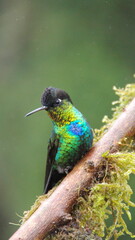 Fiery-throated hummingbird (Panterpe insignis) perched on a mossy branch at the high altitude Paraiso Quetzal Lodge, outside of San Jose, Costa Rica
